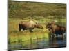 Moose Standing by Wonder Lake, Denali National Park, Alaska, USA-Hugh Rose-Mounted Photographic Print