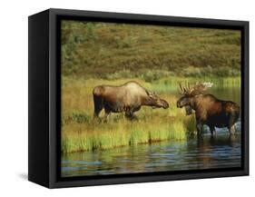 Moose Standing by Wonder Lake, Denali National Park, Alaska, USA-Hugh Rose-Framed Stretched Canvas
