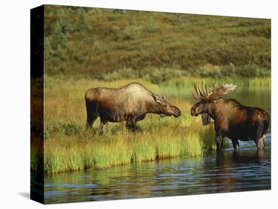 Moose Standing by Wonder Lake, Denali National Park, Alaska, USA-Hugh Rose-Stretched Canvas