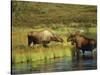 Moose Standing by Wonder Lake, Denali National Park, Alaska, USA-Hugh Rose-Stretched Canvas