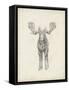 Moose Study-Ethan Harper-Framed Stretched Canvas