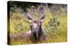 Moose under a Year Old-null-Stretched Canvas