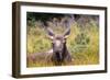 Moose under a Year Old-null-Framed Photographic Print