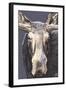 Moose Up Close-Lantern Press-Framed Art Print