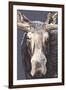 Moose Up Close-Lantern Press-Framed Art Print