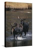 Moose Walking in River-DLILLC-Stretched Canvas