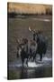 Moose Walking in River-DLILLC-Stretched Canvas