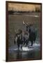 Moose Walking in River-DLILLC-Framed Photographic Print