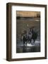 Moose Walking in River-DLILLC-Framed Photographic Print