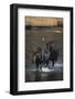 Moose Walking in River-DLILLC-Framed Photographic Print