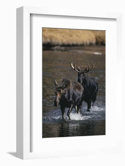 Moose Walking in River-DLILLC-Framed Photographic Print