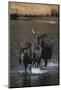 Moose Walking in River-DLILLC-Mounted Photographic Print