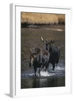 Moose Walking in River-DLILLC-Framed Photographic Print