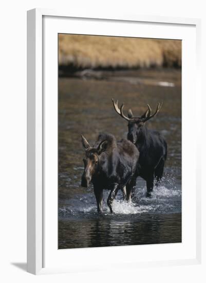 Moose Walking in River-DLILLC-Framed Photographic Print