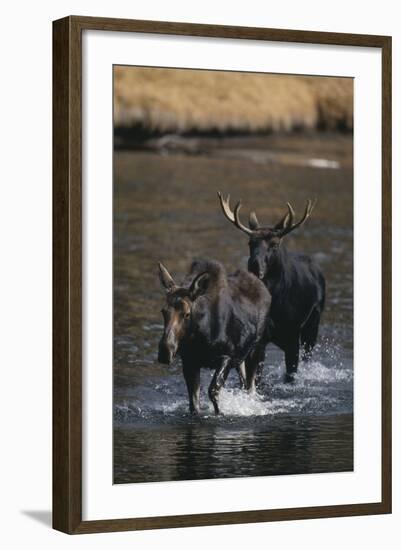 Moose Walking in River-DLILLC-Framed Photographic Print