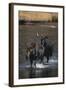 Moose Walking in River-DLILLC-Framed Photographic Print