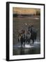 Moose Walking in River-DLILLC-Framed Photographic Print