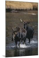 Moose Walking in River-DLILLC-Mounted Photographic Print