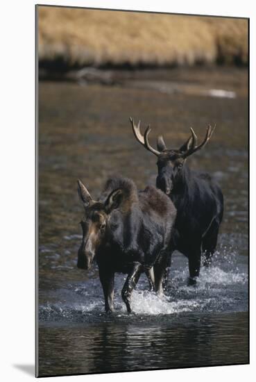 Moose Walking in River-DLILLC-Mounted Photographic Print