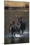 Moose Walking in River-DLILLC-Mounted Photographic Print