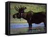 Moose, Yellowstone National Park, Wyoming, USA-R Mcleod-Framed Stretched Canvas