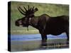 Moose, Yellowstone National Park, Wyoming, USA-R Mcleod-Stretched Canvas