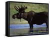 Moose, Yellowstone National Park, Wyoming, USA-R Mcleod-Framed Stretched Canvas