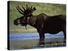 Moose, Yellowstone National Park, Wyoming, USA-R Mcleod-Stretched Canvas