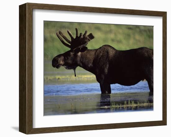 Moose, Yellowstone National Park, Wyoming, USA-R Mcleod-Framed Photographic Print