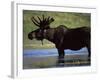 Moose, Yellowstone National Park, Wyoming, USA-R Mcleod-Framed Photographic Print