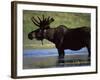 Moose, Yellowstone National Park, Wyoming, USA-R Mcleod-Framed Photographic Print