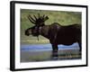 Moose, Yellowstone National Park, Wyoming, USA-R Mcleod-Framed Photographic Print