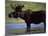 Moose, Yellowstone National Park, Wyoming, USA-R Mcleod-Mounted Photographic Print
