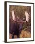 Moose-Elizabeth DeLaney-Framed Photographic Print