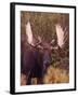 Moose-Elizabeth DeLaney-Framed Photographic Print