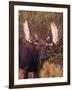 Moose-Elizabeth DeLaney-Framed Photographic Print