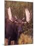 Moose-Elizabeth DeLaney-Mounted Photographic Print