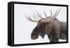 Moose-null-Framed Stretched Canvas