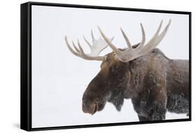 Moose-null-Framed Stretched Canvas