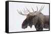 Moose-null-Framed Stretched Canvas