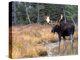 Moose-null-Stretched Canvas