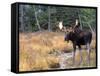 Moose-null-Framed Stretched Canvas