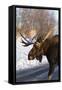 Moose-null-Framed Stretched Canvas