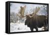 Moose-null-Framed Stretched Canvas