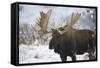 Moose-null-Framed Stretched Canvas