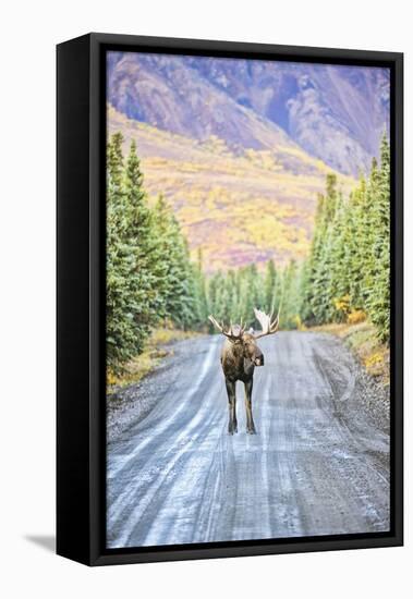 Moose-null-Framed Stretched Canvas