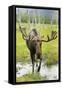 Moose-null-Framed Stretched Canvas