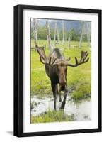 Moose-null-Framed Premium Photographic Print