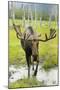 Moose-null-Mounted Premium Photographic Print