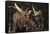 Moose-DLILLC-Framed Stretched Canvas